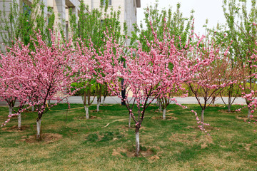 Flowering plum in a garden