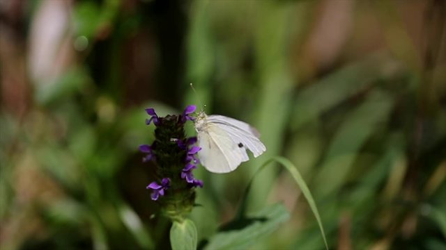 White Butterfly On Purple Flower
