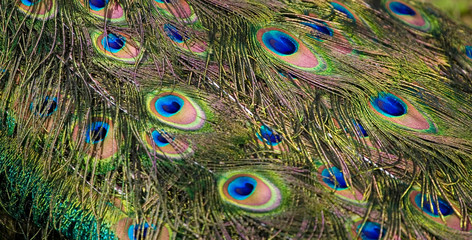 original background with peacock feathers from the tail of a bird in close-up