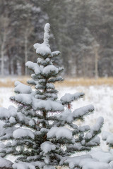 Small blue spruce pine tree with snow falling