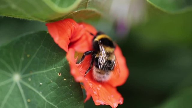 Bumblebee On Nasturtium