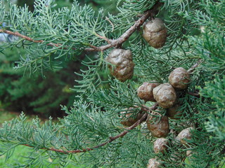 Cypress cedar tree with conesClose up of Thuja occidentalis branch in December, Italy.