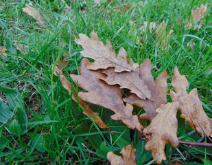 autumn dry oak leaves on green wet grass. Natural background.