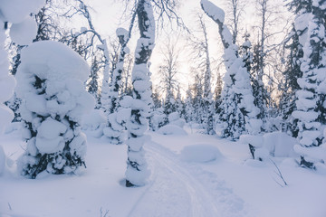 Fototapeta na wymiar Snow covered fir trees. Winter landscape.