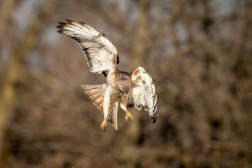 Hawk hunting for mice