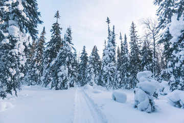 Snow covered fir trees. Winter landscape.