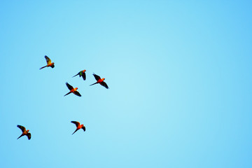 Macaw group and Sun Flock of flying  in the Nature white  Background