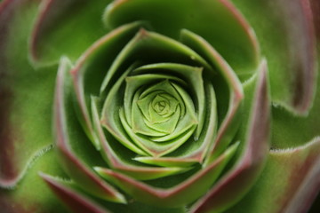 Fototapeta na wymiar Aeonium arboreum rosette center close-up