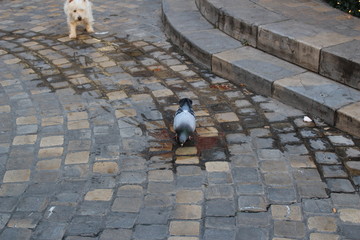 Fototapeta premium au marché pigeon et chien
