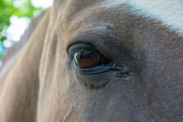 ojo de caballo