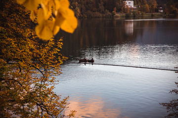 Yellow leafs autumn at Bled lake in Slovenia with a view to island