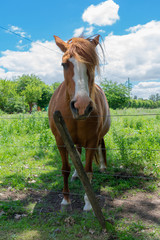caballo en estancia