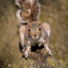 Naklejka na ściany i meble Squirrel | Central Park, New York