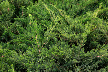 Platycladus orientalis in a garden