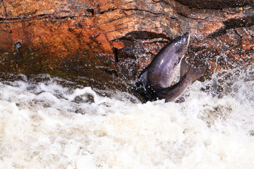 Large Atlantic salmon leaping up the waterfall on their way migration route to their spawning grounds