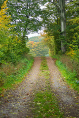 Obraz premium Skogsväg genom en lövskog på hösten