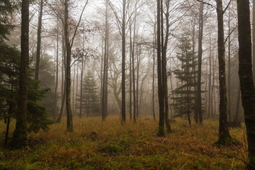 Lövskog i dimma en höstdag