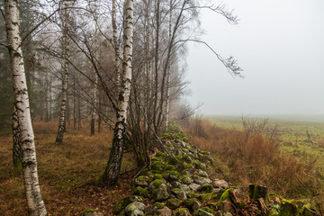 Stenmur mellan åker och skog en höstdag i dimma