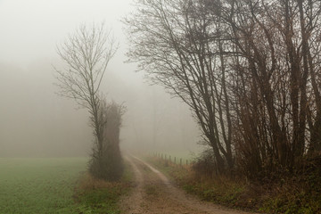 Fototapeta na wymiar Grusväg mellan åker och lövskog i tät dimma