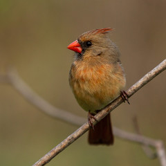 Bird in the Central Park