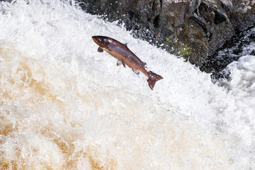 Large Atlantic salmon leaping up the waterfall on their way migration route to their spawning...