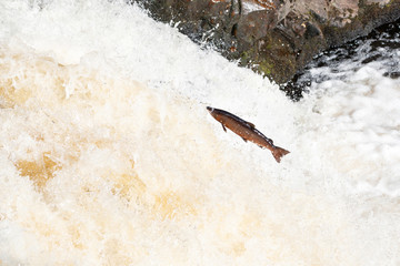 Large Atlantic salmon leaping up the waterfall on their way migration route to their spawning grounds