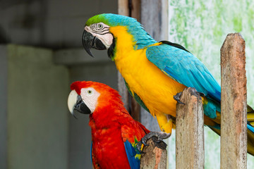 Bellissimi Loro a Triganà, Colombia