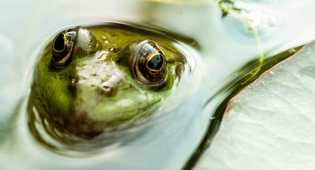 Seriois frog with detailed close-up of the blinking eye in rainforest - animal protection and environmental conservation