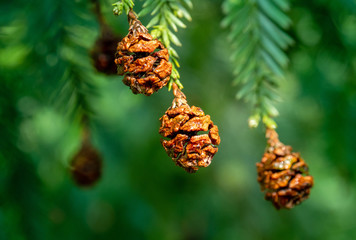 Four fir tree small cones on a branch in Nordic forest