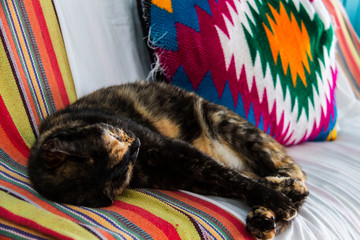 Un gatto che riposa sul divano di un ostello, Capurganà, Colombia