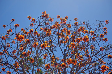 Australian native Pine Mountain Coral Tree flower inflorescence, Erythrina numerosa, family Fabaceae. Endemic to south east Queensland and north east NSW growing on dry rainforest margins