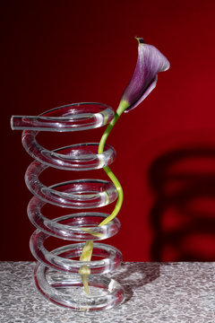 Close up of flower in vase