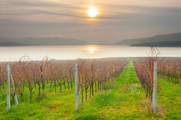 Fototapeta na wymiar sunset on the vineyard on the shores of the lake