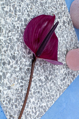 Anthurium 1