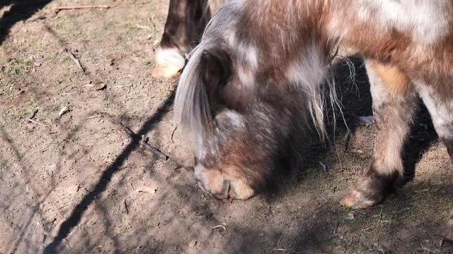 Clip of adorable Shetland pony eating hay/straw and carrots that were given to him/her by the person in the shadow on other side of the fence. Shot in 4k 60fps and slowed down to 30fps.