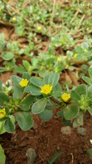 Flor amarela pequena