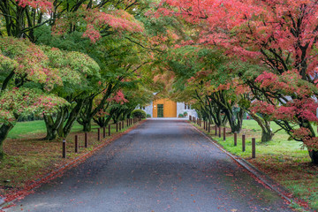 Colorful pathway with Trees