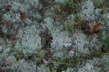 Lichene - Cladonia portentosa - lichene composto 
