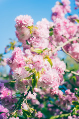 Beautiful cherry in spring time