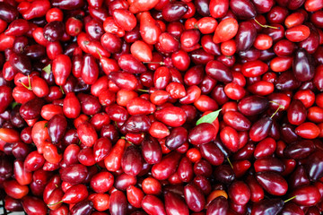 Cornus fruit .Dogwood berries