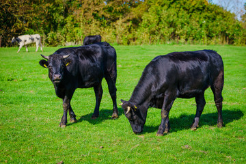Fototapeta premium Group of cows in grassland panorama