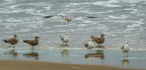 Seven sea gulls looking for some action