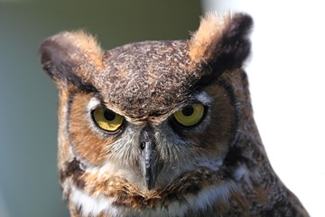 Great Horned Owl