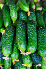 cucumbers from the field