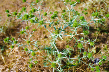 Dry prickly plant as a background