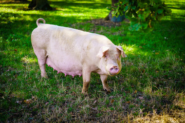 pig standing on a grass lawn. Healthy pig on meadow
