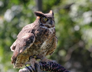 Great Horned Owl