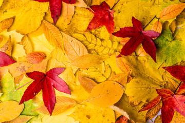Autumn Leaves Background. leaves floral natural background