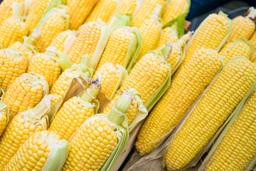 Fototapeta na wymiar Raw corn in market