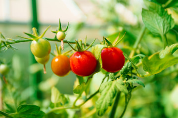 tomatoes grown in a greenhouse